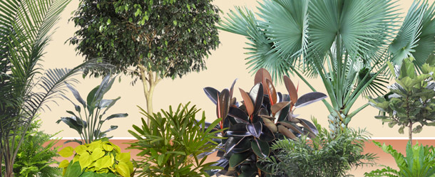 Various plants offered by Interior Tropical Gardens