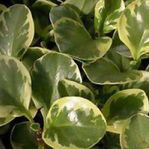 Download plant care instructions for Peperomia