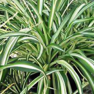 Download plant care instructions for Spider Plant