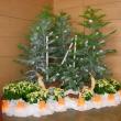 Corner Christmas treet display with deer and poinsettias created by Interior Tropical Gardens