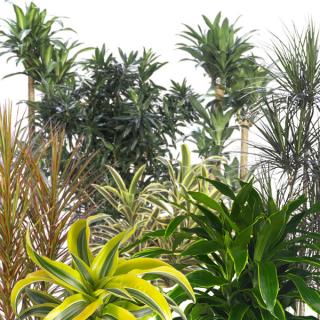 Assorted species and varieties of Dracaena indoor tropical plants